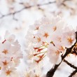 　丸山公園の桜開花